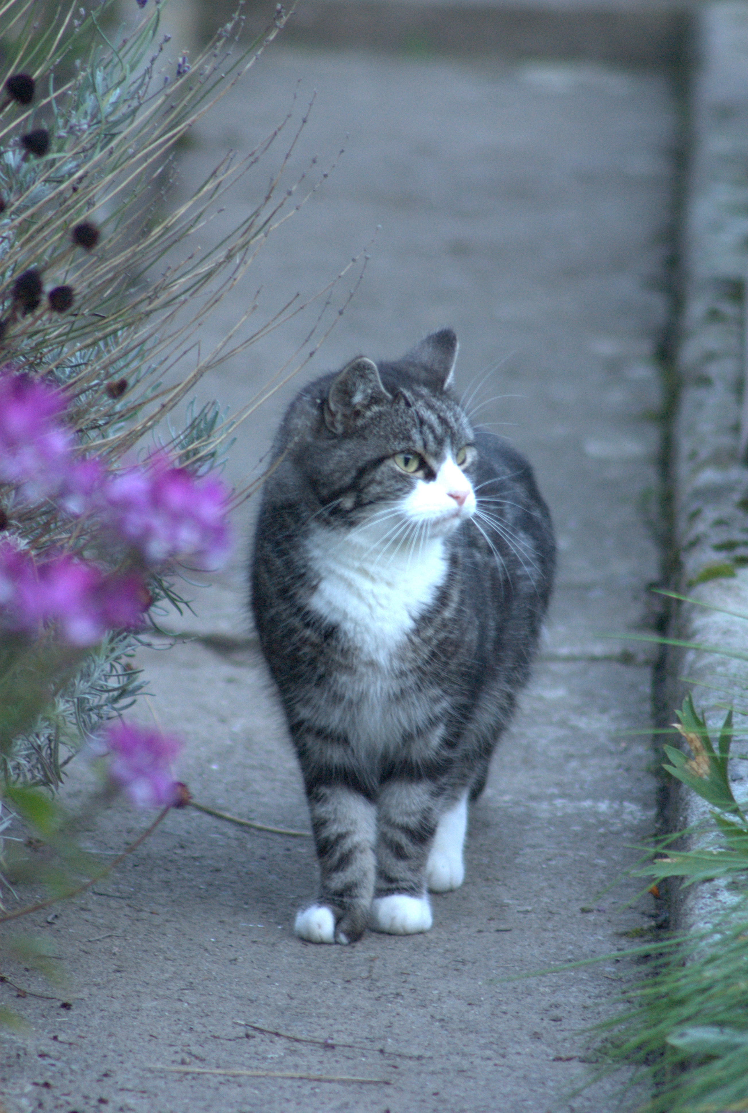 Un autre amoureux de Minette? Cliquer pour une vue agrandie