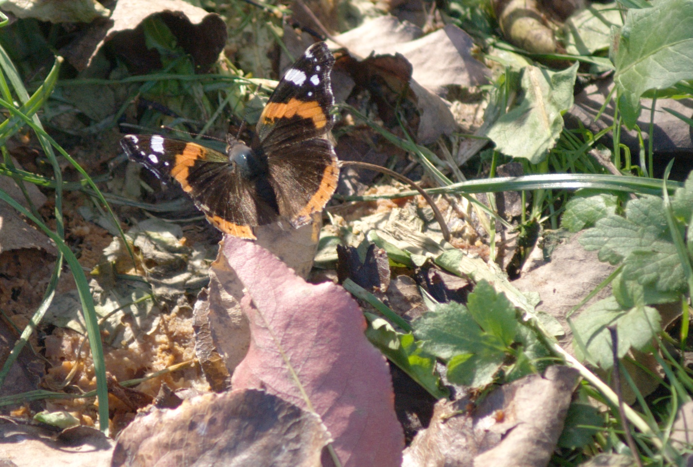 Un papillon Vulcain (Vanessa atalanta) en automne (18.10.2017, Buerglen/Uri), cliquer pour une vue agrandie