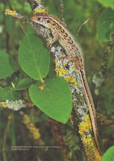 Un lézard des souches (femelle) avec la coloration brune typique et les taches en forme d'yeux, une photo de Petra Graf, Bienne, citée d'une publication de la «Albert-Köchlin-Stiftung» (http://www.aks-stiftung.ch/stiftung), cliquer sur la photo pour une vue agrandie et plus de détails